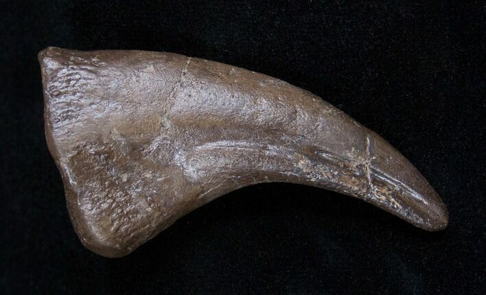 Awesome Hell Creek Oviraptor (Chirostenotes) Claw #1686